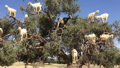 摩洛哥上树的羊,摩洛哥踢足球厉害吗