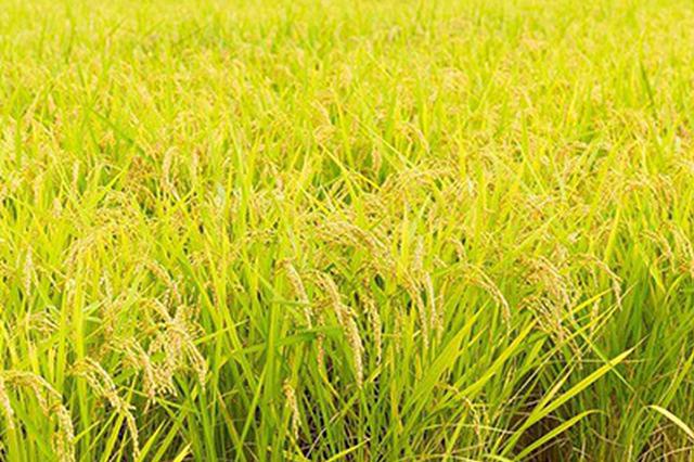 天津有哪些特色土特产,天津的特产什么地方的最正宗