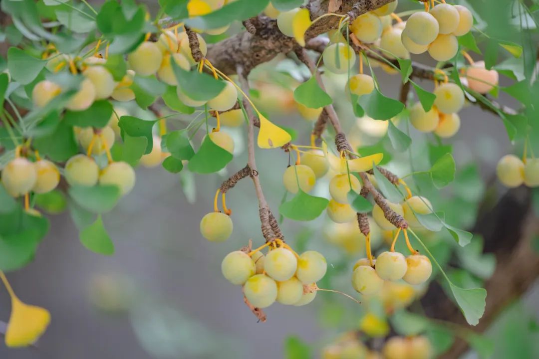 腾冲出游,腾冲诗和远方