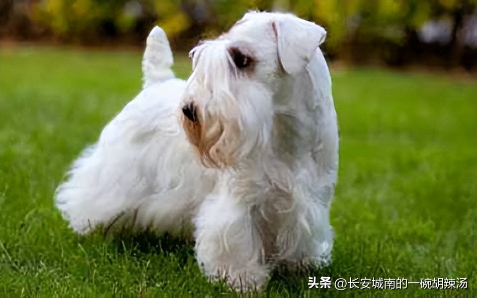 世界名犬大赛全程视频,世界名犬下司犬排名