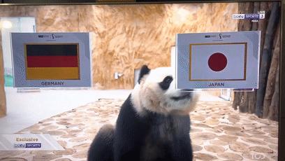 世界杯算命先生预测,世界杯竞彩分析大师