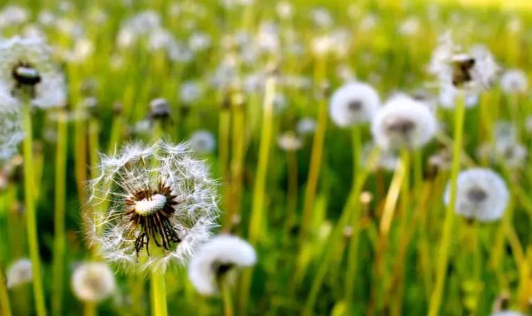 中成药治疗幽门螺杆菌有哪些,中成药治疗幽门螺杆菌最佳配方