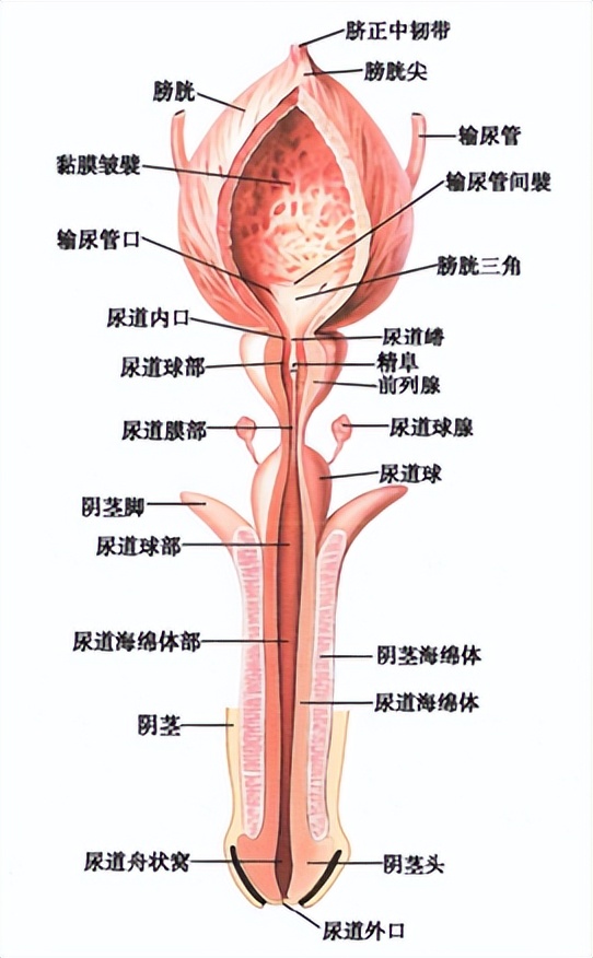 男性尿控机制什么意思,男性排尿控制机制