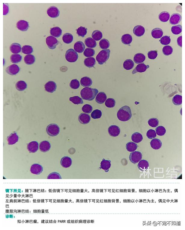 狗狗淋巴肿大，有可能是患了白血病