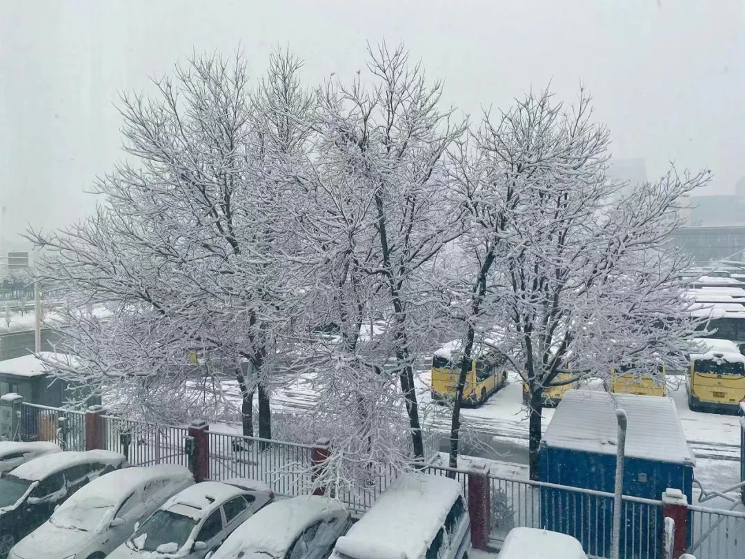 春雪初霁,春雪初霁杏花正芳月上夜吟