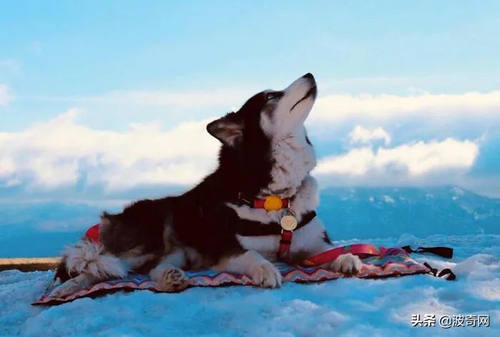 黑心狗厂,黑心宠物繁殖工厂