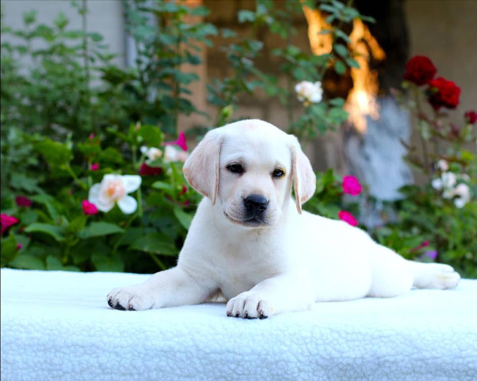 最暖心的狗狗排行榜,最暖的大型狗狗是哪种