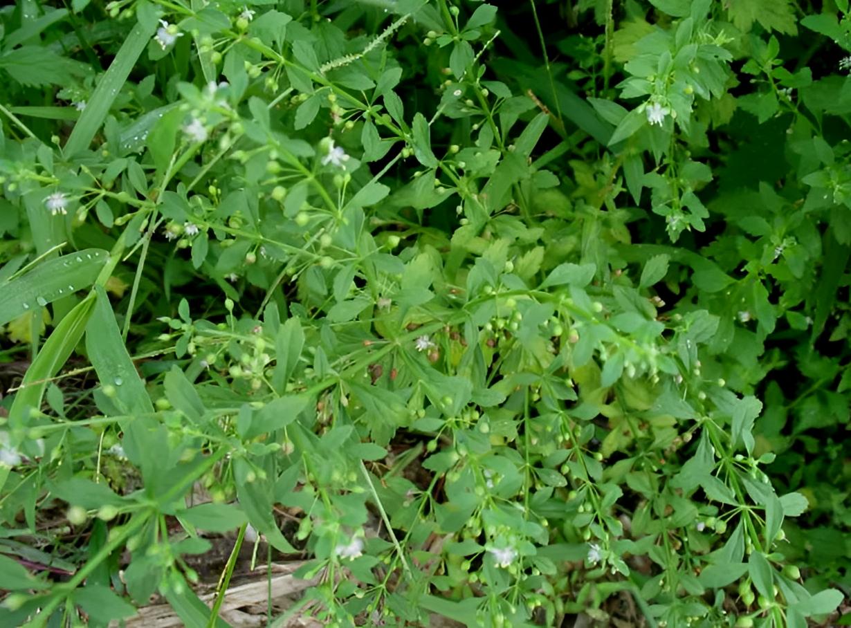 人称“感冒草”，村里村外有不少，识货的人会挖走它，十分珍贵！