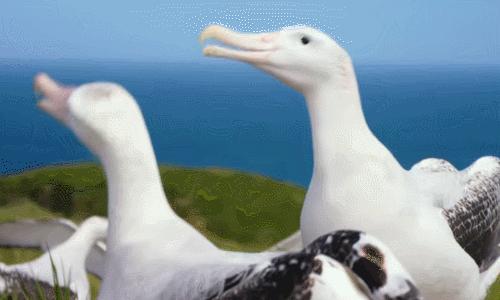 海洋动物如何适应海洋生活,海洋动物为什么能适应海水