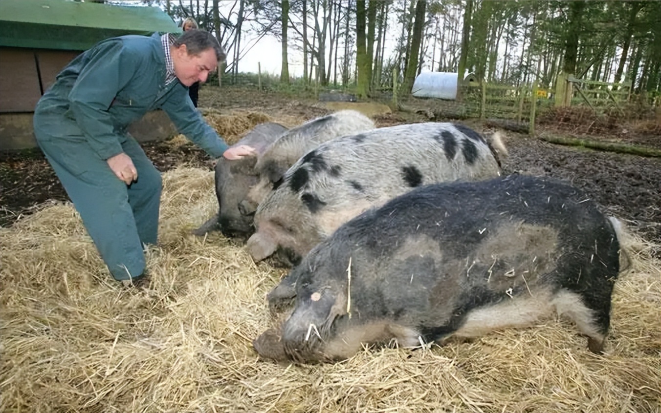 西西里尼罗猪的全基因组群体在意大利和世界性品种的框架