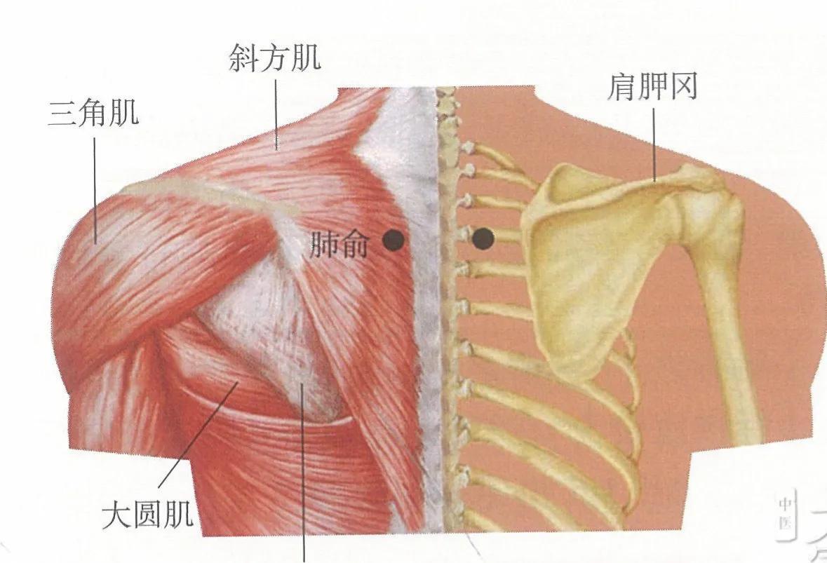 艾灸肺俞治过敏性鼻炎,艾灸治小儿过敏性鼻炎