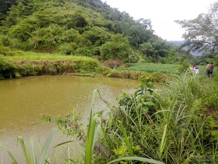养殖一条鳄鱼大概盈利多少,养殖一条鳄鱼一年赚多少钱