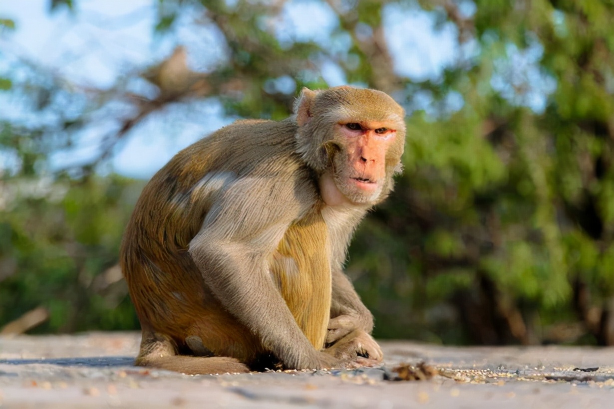 猴子为报复摔死25条狗,猴子为报复怒摔全村狗