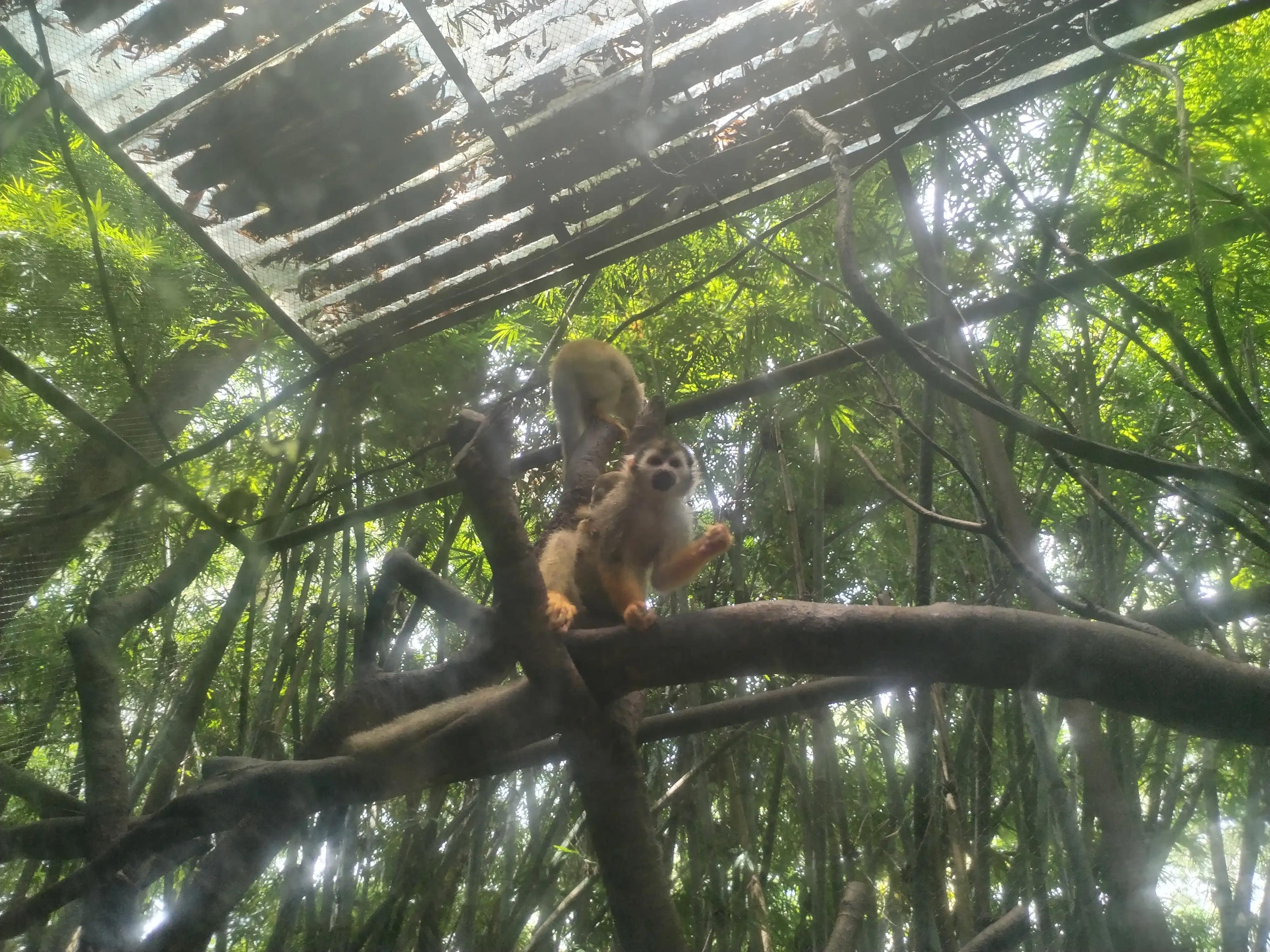 广州长隆野生动物世界景点图片,游广州长隆野生动物世界游记