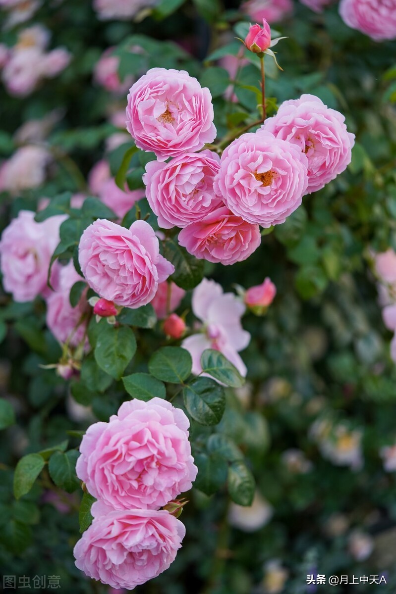 咏月季花七绝,咏月季花七绝七言诗