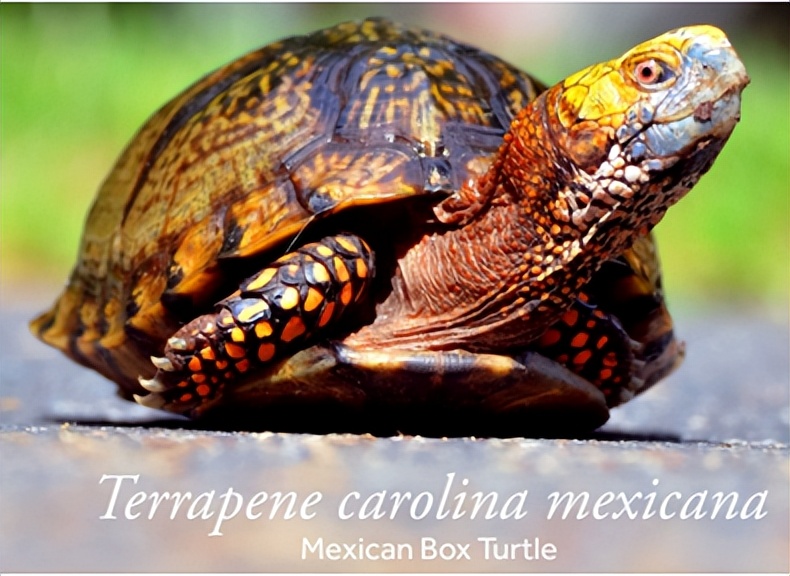 箱龟种类及图片,箱龟品种大全