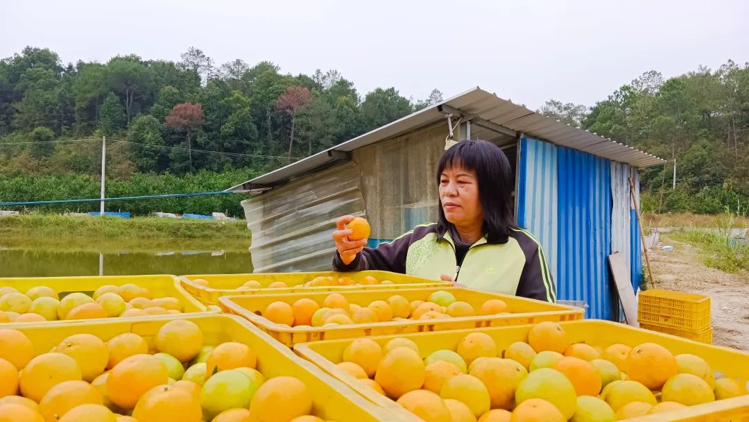 妇女创业干劲十足喜迎“柑”甜幸福生活