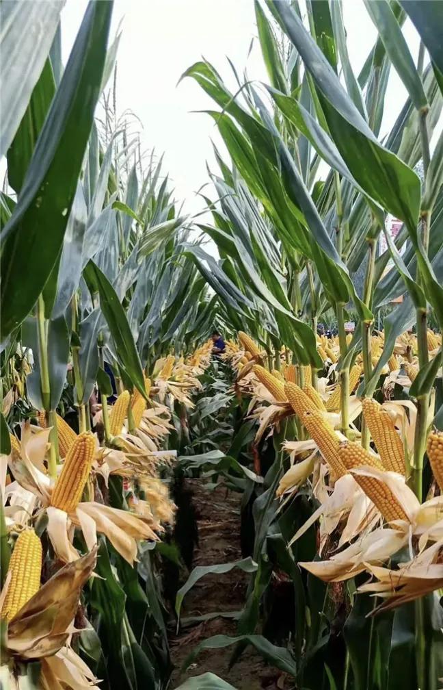 什么玉米种抗涝抗旱又高产,什么样的玉米最稳产最高产