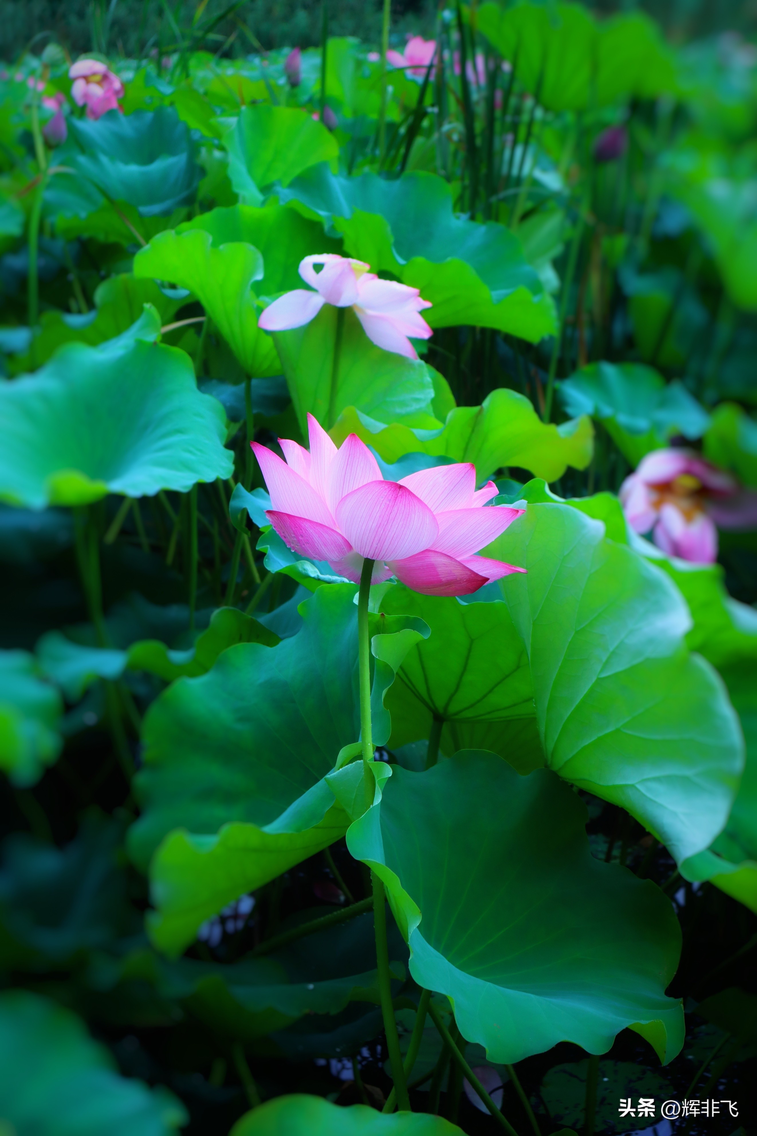 十首绝美的咏荷的词,写意最经典咏荷诗词