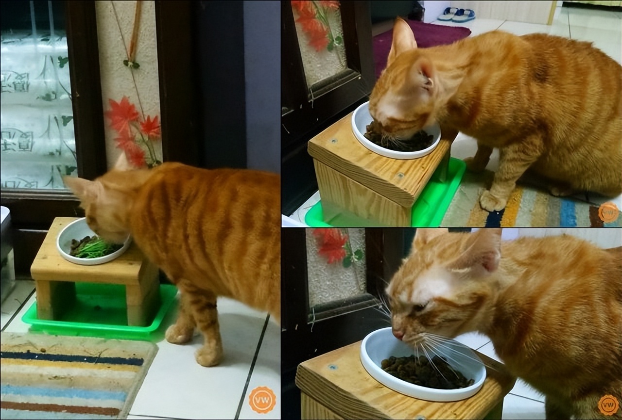 猫零食推荐化毛膏,小末猫粮推荐