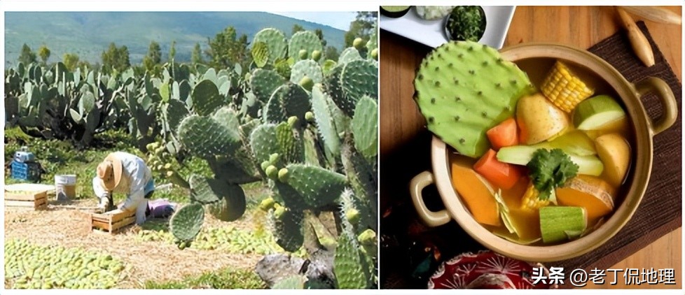 世界杯墨西哥特辑,墨西哥2018年世界杯之旅