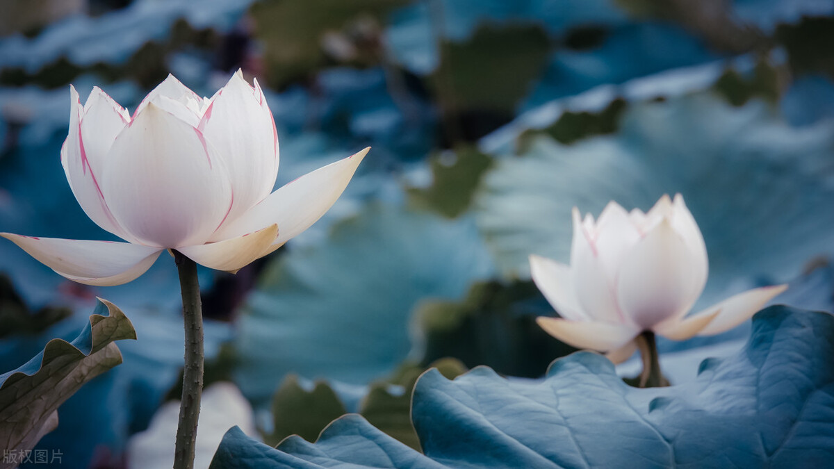 小学三年级作文描写人物怎么写,小学作文三年级怎么教