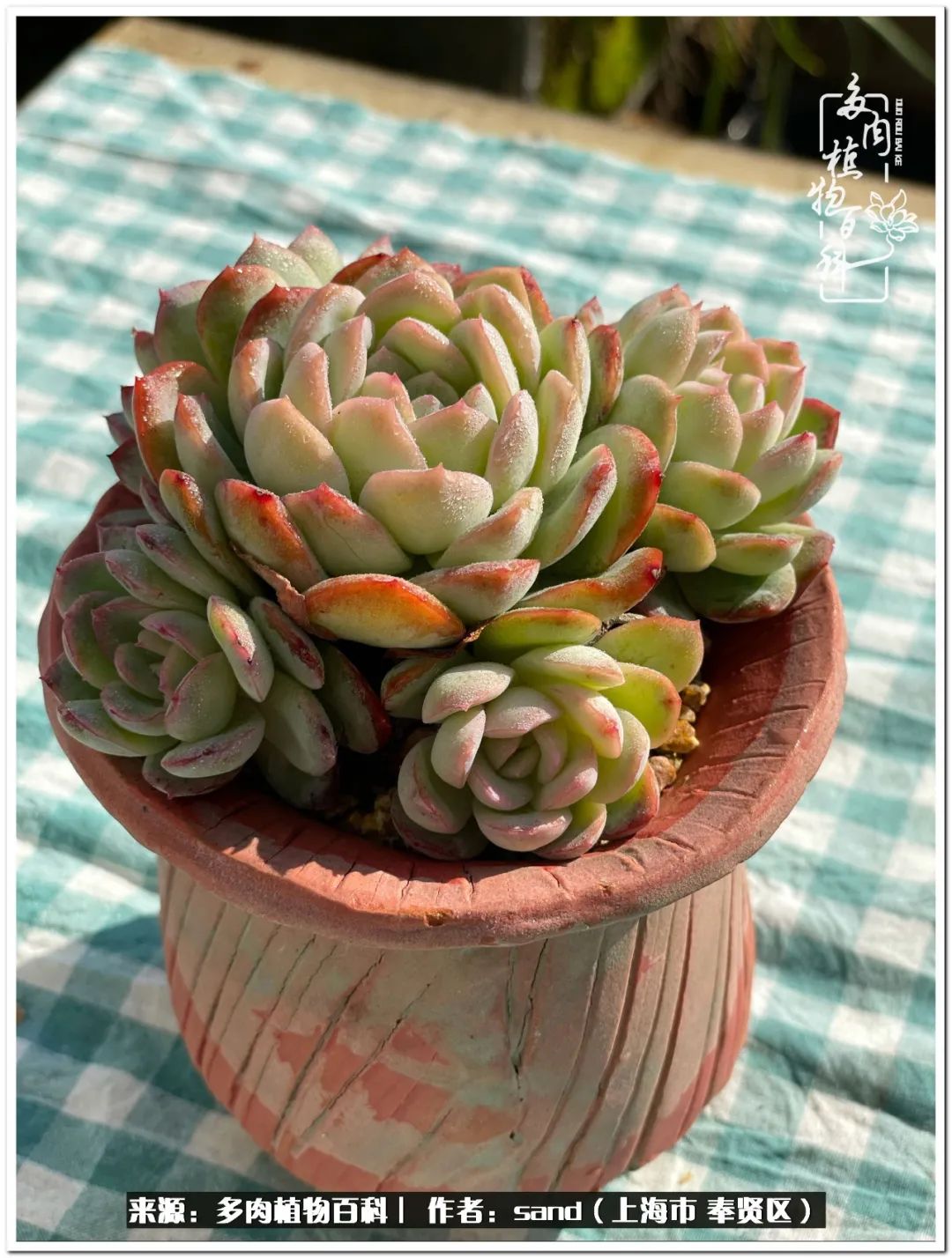 养点花草给生活添点乐趣,养点花花草草心情自然会好