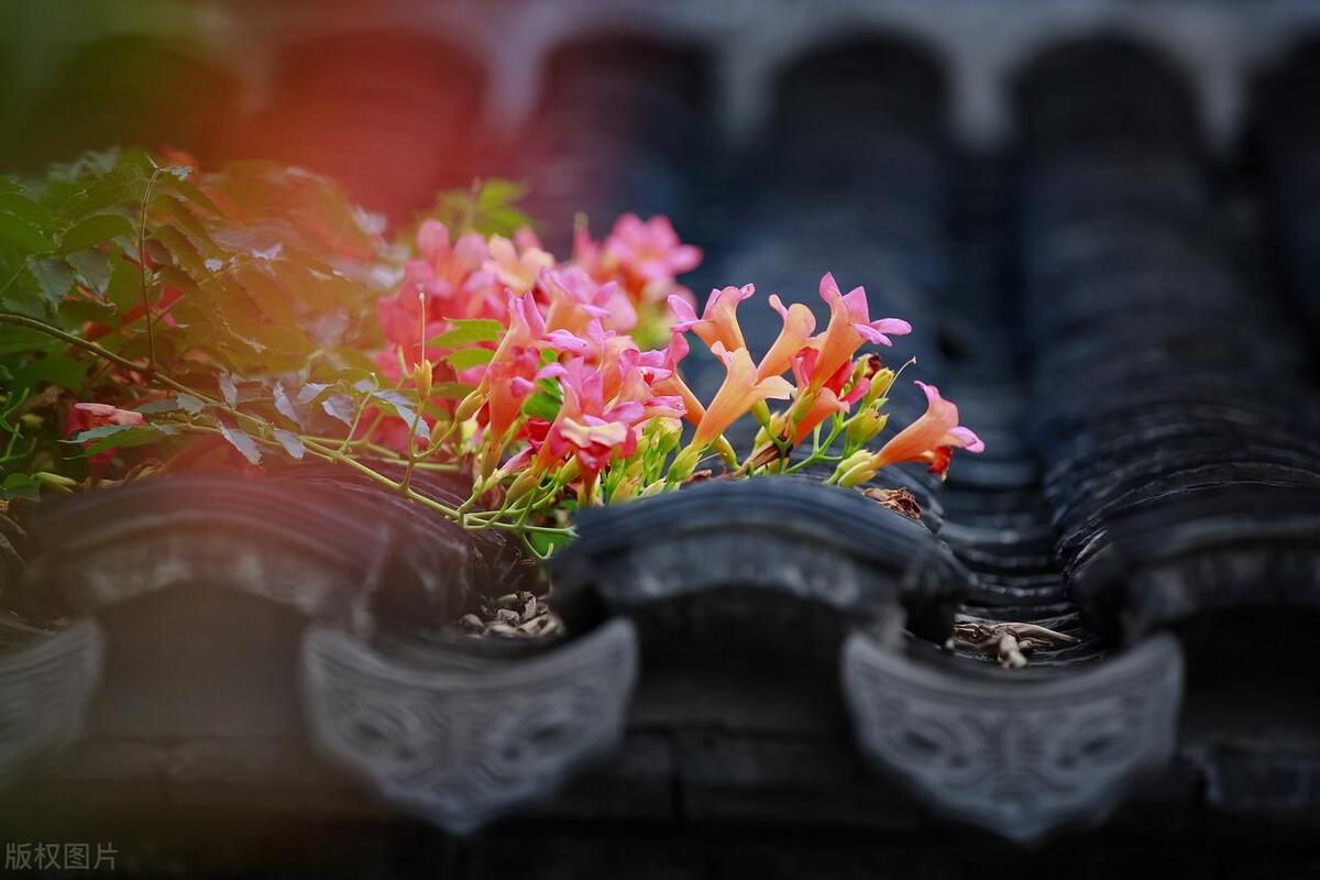 舒婷爱情观正确是什么样子,舒婷最美的爱情宣言