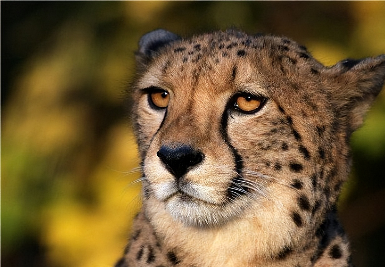 盘点十大难以杀死的动物,被砍了头的鸡还能活多久