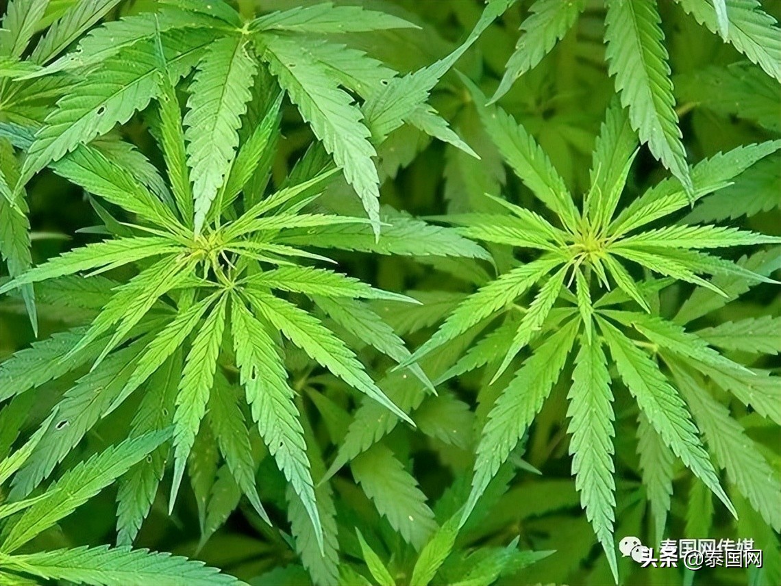 泰国*麻大**合法化5天，翻车了