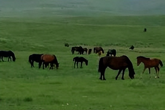 归化城马市上马匹的种类与税收情况