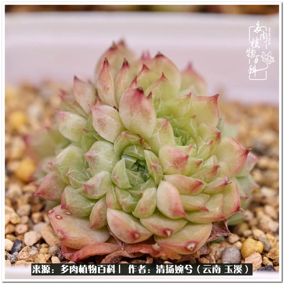 夏天好养颜值高的多肉,可爱的小多肉