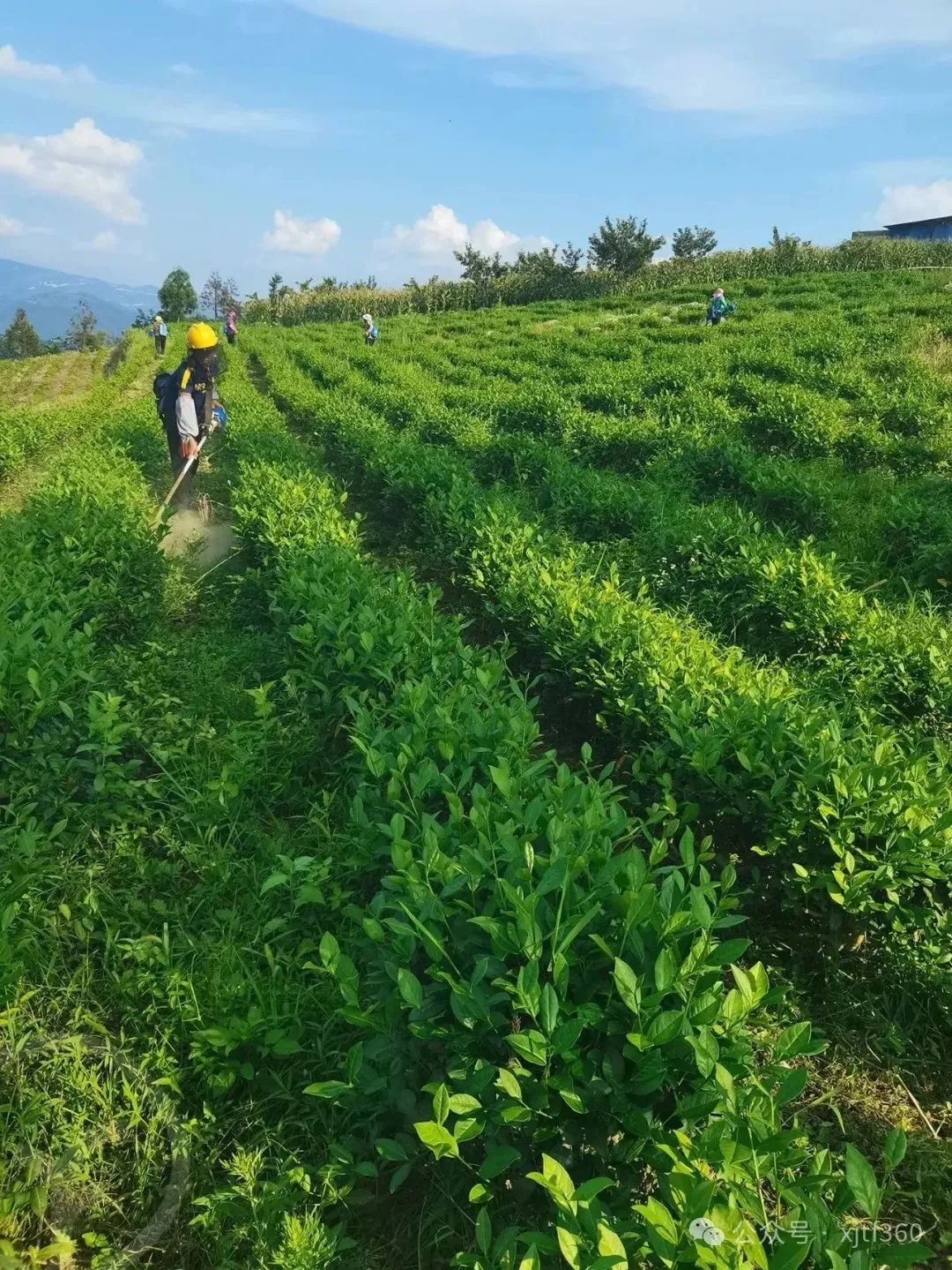 有机茶和无机茶的区别,无机茶有机茶区别