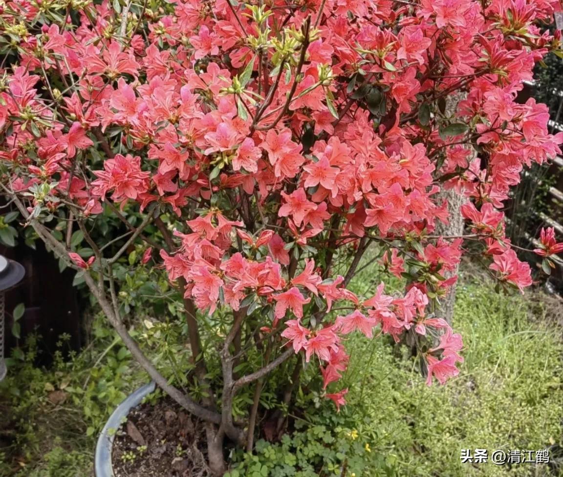映山红扦插繁殖方法,映山红的扦插繁殖方法