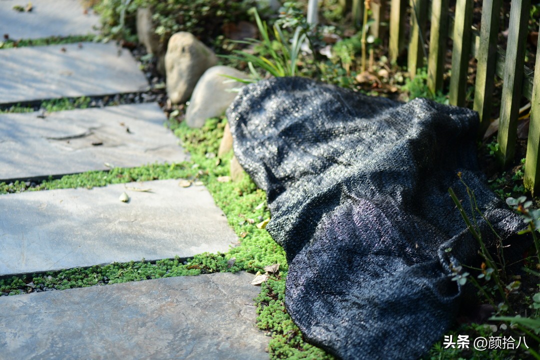 植物冬天屋里冻伤了怎么办,植物冻死了怎么救活