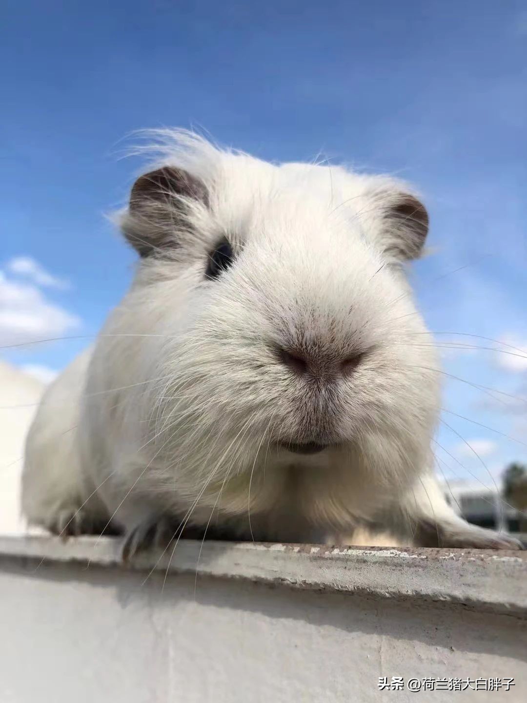 荷兰猪怀孕生产需要准备什么,荷兰猪孕猪临产