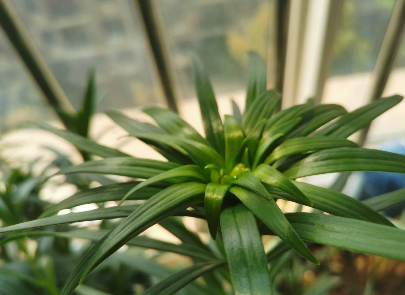 百合花怎样养开花多又好看,百合花怎么养才能开花多旺盛