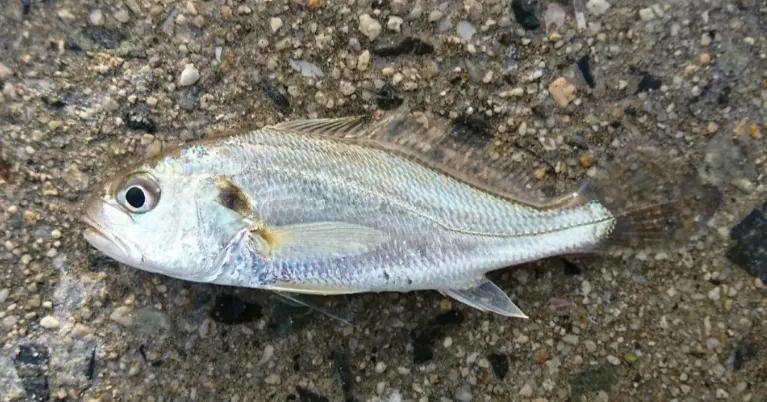 硬骨鱼纲鲈形目石首鱼科尽是好吃的海鱼啊!其中大小黄鱼最有名了