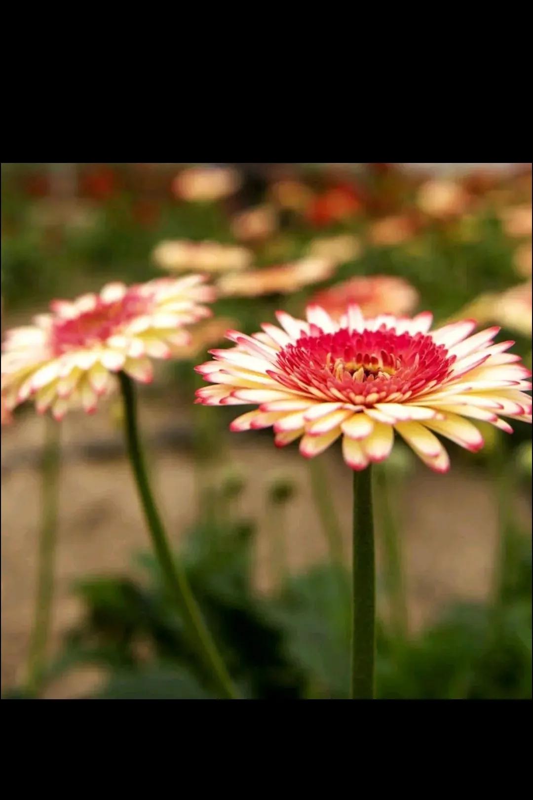 想家想爸爸妈妈,想家了想爸爸妈妈了怎么办