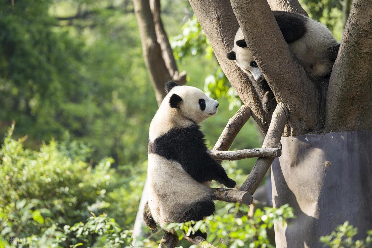 成都出发5天自驾游景点,成都清明节一日游必去的景点