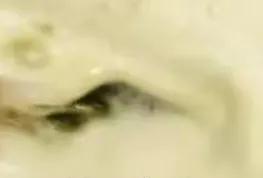 杨子长条玉作葩花光冻棘眩冰花。短蓬几见空相似，捕影图成试吃茶