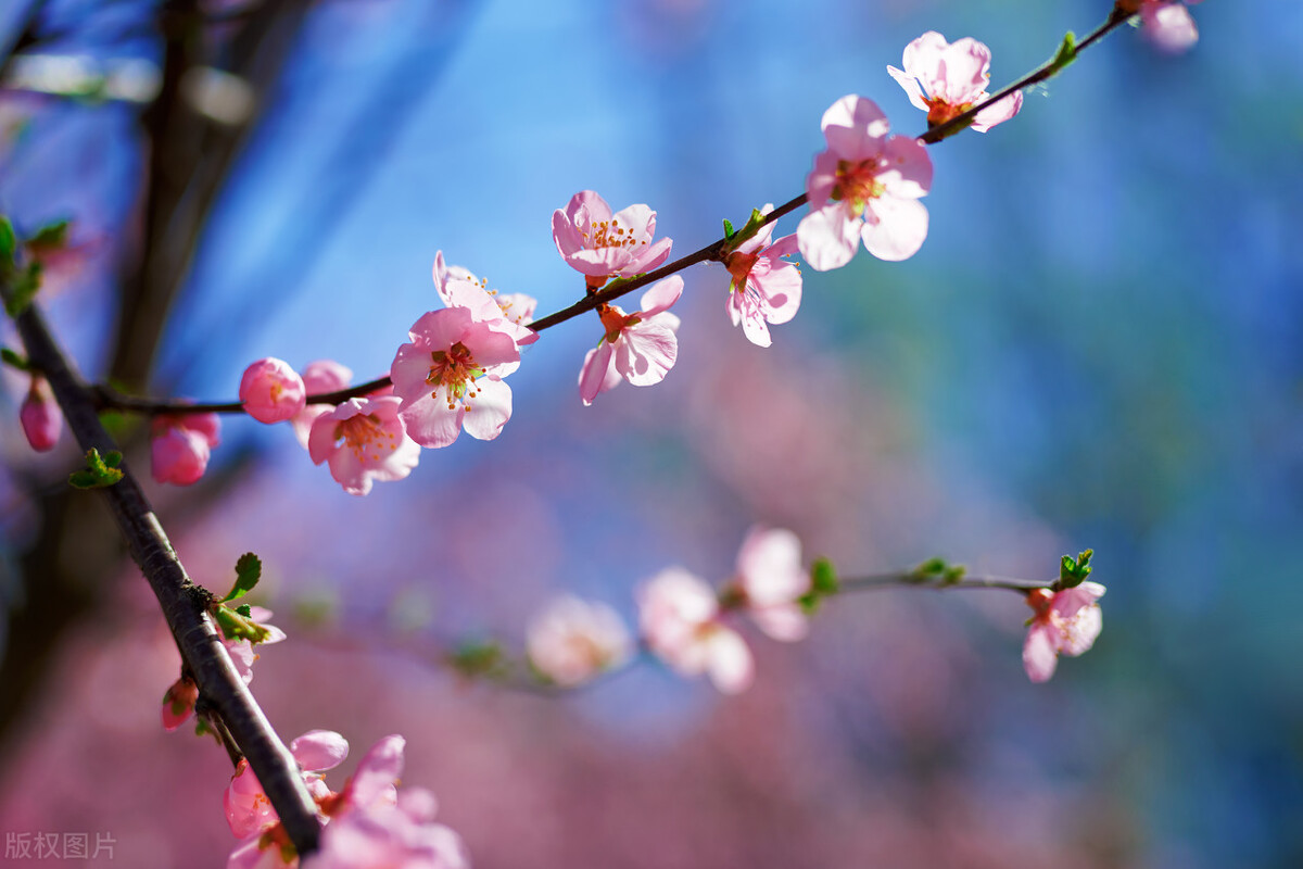 散文芳菲四月,四月芳菲尽的唯美散文诗