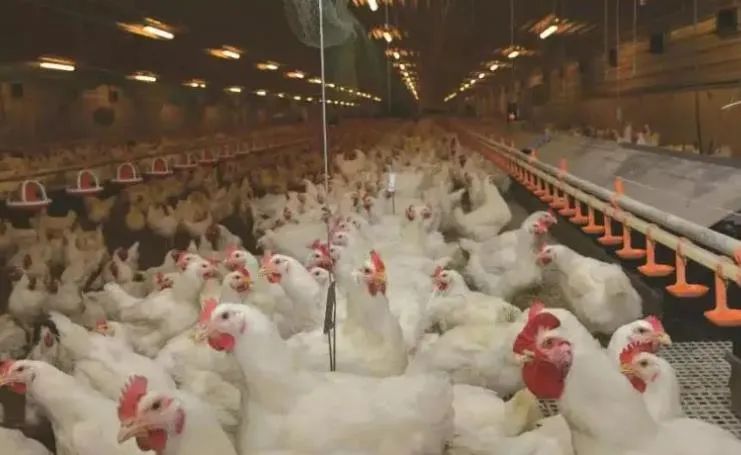 圣农发展有预制菜业务吗,圣农发展为什么利润下降