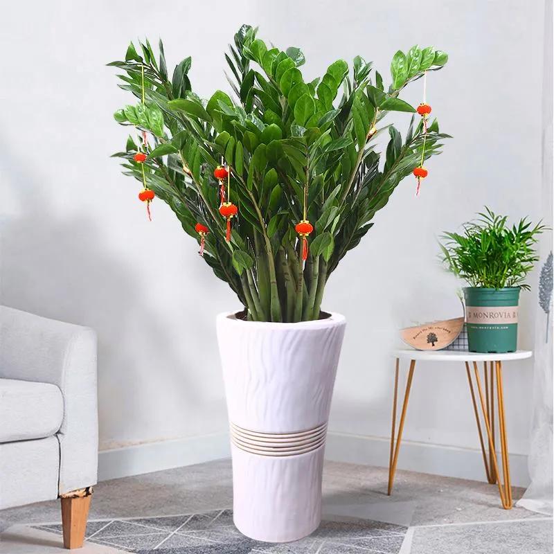 客厅养树家旺人富,客厅种什么树旺宅还好养