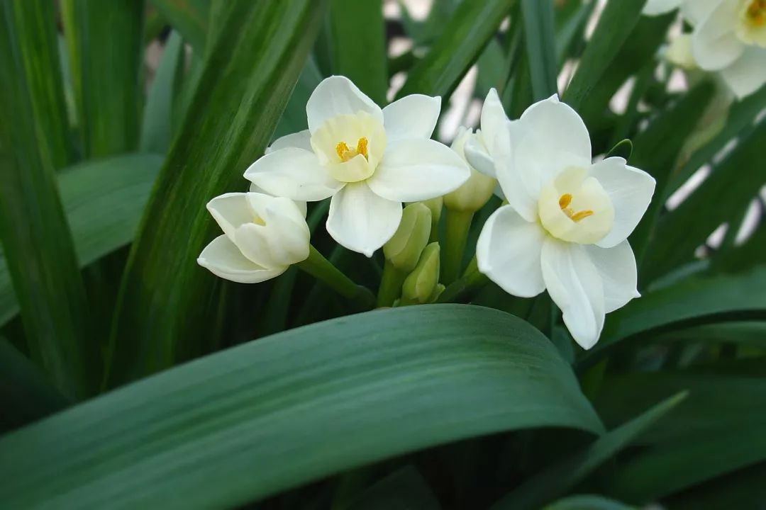 对房屋危害最大的植物,小区树木存在安全隐患