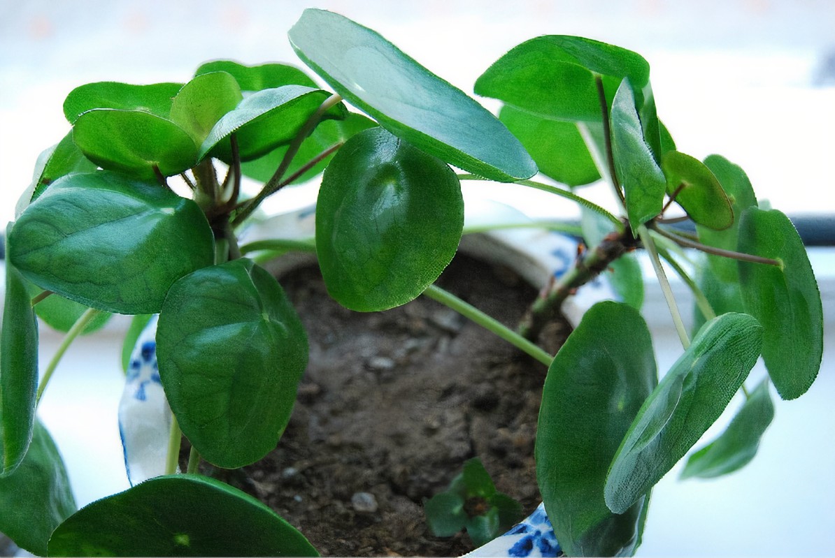 镜面草怎么养最好,镜面草小知识