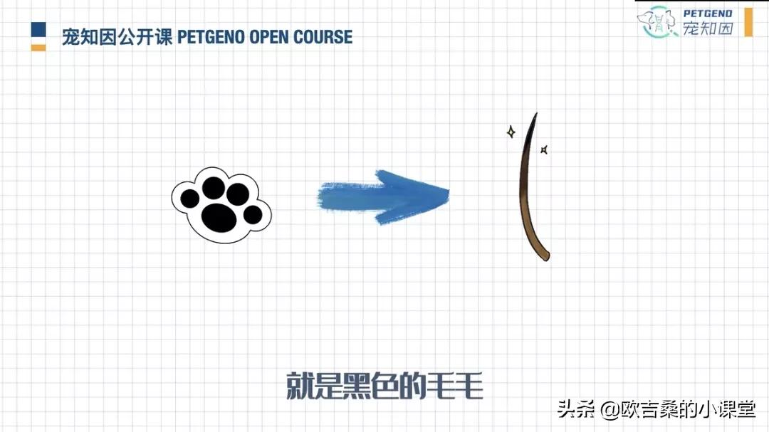 白斑基因可控吗,白斑基因优势