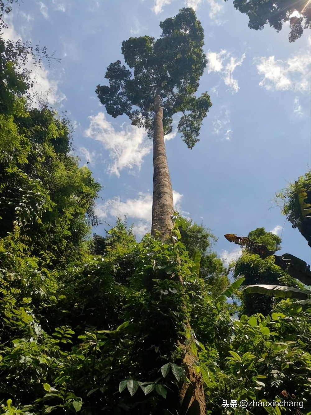 神奇物种的视频,神奇物种绿孔雀