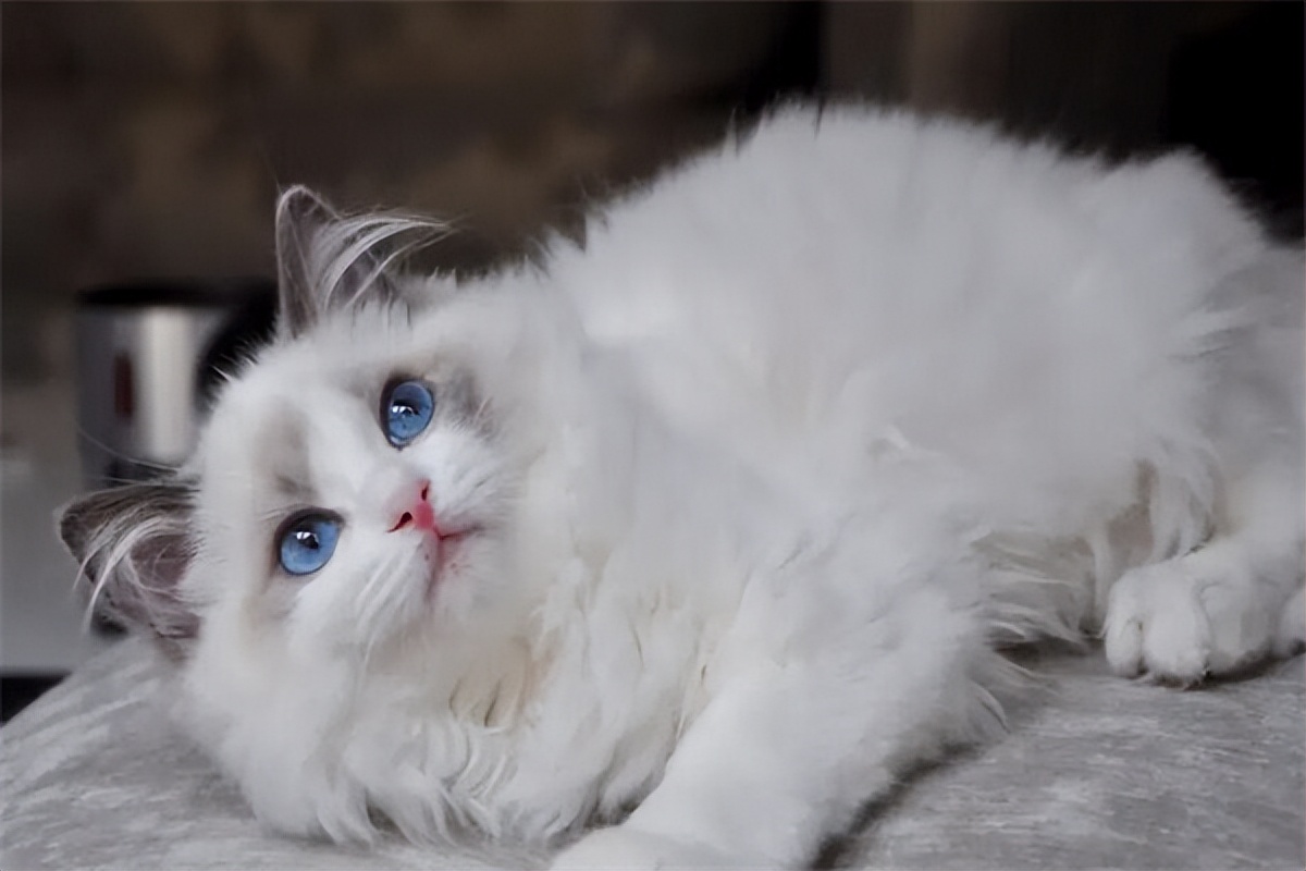 布偶猫多少钱一只4000左右,布偶猫售价多少钱一只