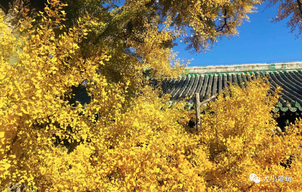 银杏最美的地方,金秋十月最美的银杏
